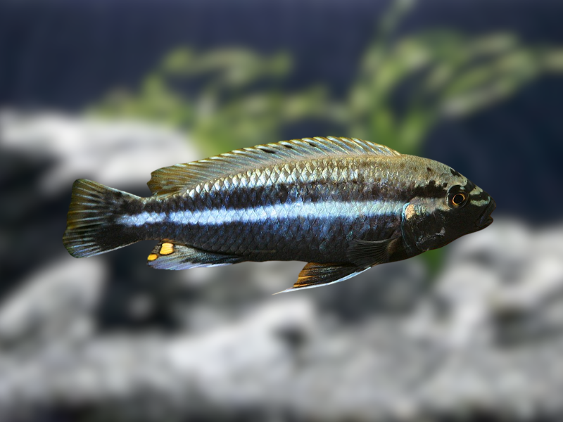 Image of Melanochromis auratus Image of Melanochromis auratus