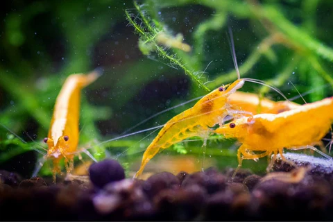 Yellow Golden Back Yellow Golden Back