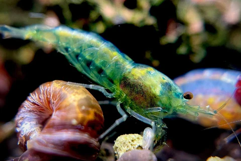 Green Jade Green Jade