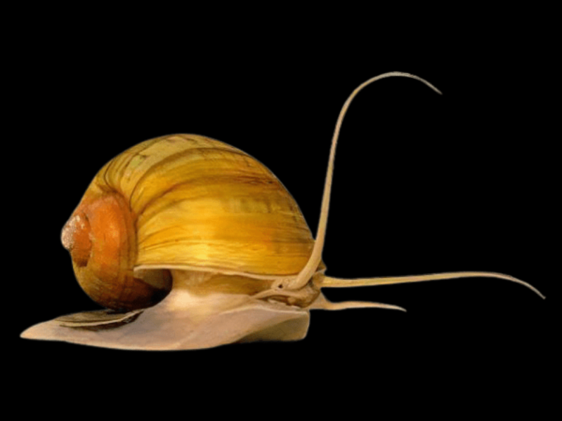Image of Pomacea canaliculata Image of Pomacea canaliculata