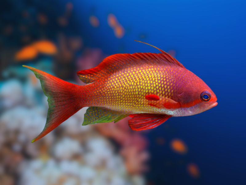 Image of Pseudanthias squamipinnis Image of Pseudanthias squamipinnis