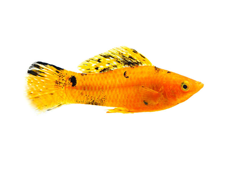 Image of Poecilia velifera Image of Poecilia velifera