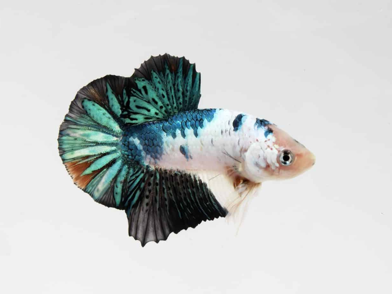 Image of Betta splendens Image of Betta splendens