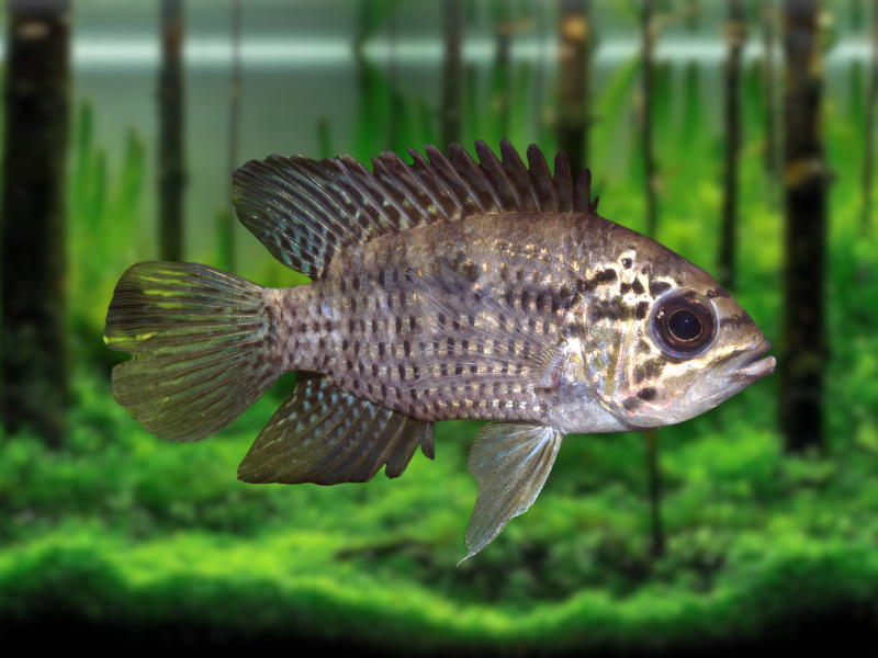 Image of Acaronia nassa Image of Acaronia nassa