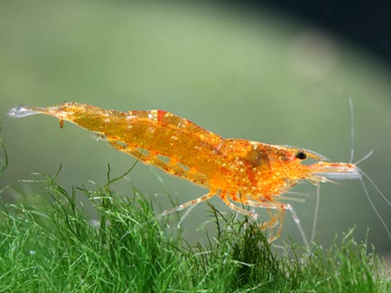 Image of Caridina propinqua Image of Caridina propinqua