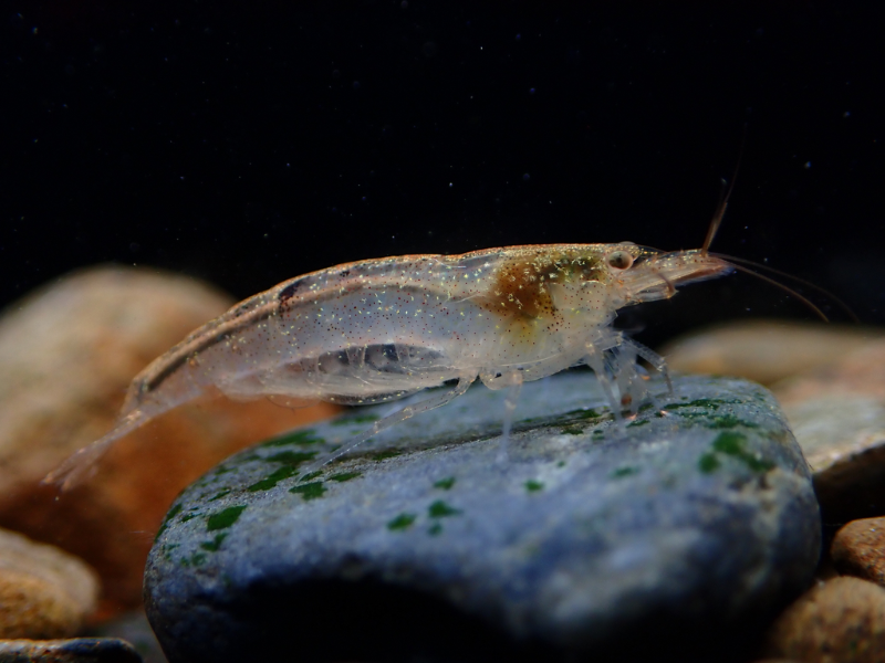 Image of Caridina typus Image of Caridina typus