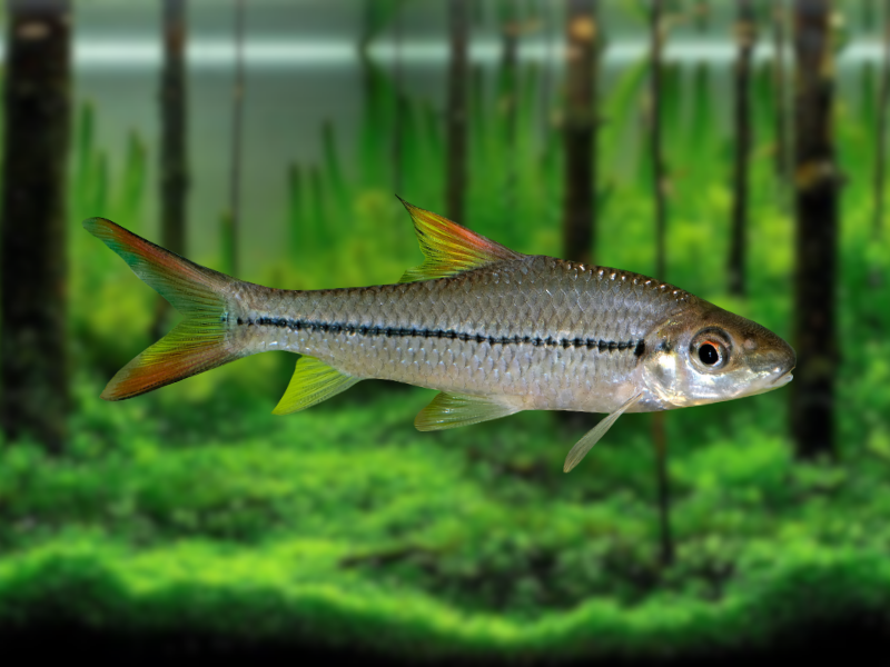 Image of Notropis volucellus Image of Notropis volucellus