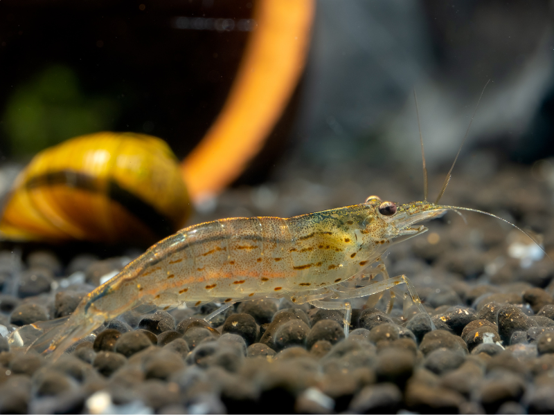 Image of Caridina multidentata Image of Caridina multidentata