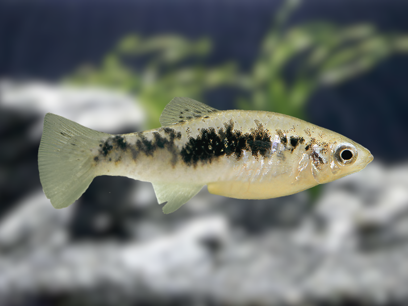 Image of Limia vittata Image of Limia vittata