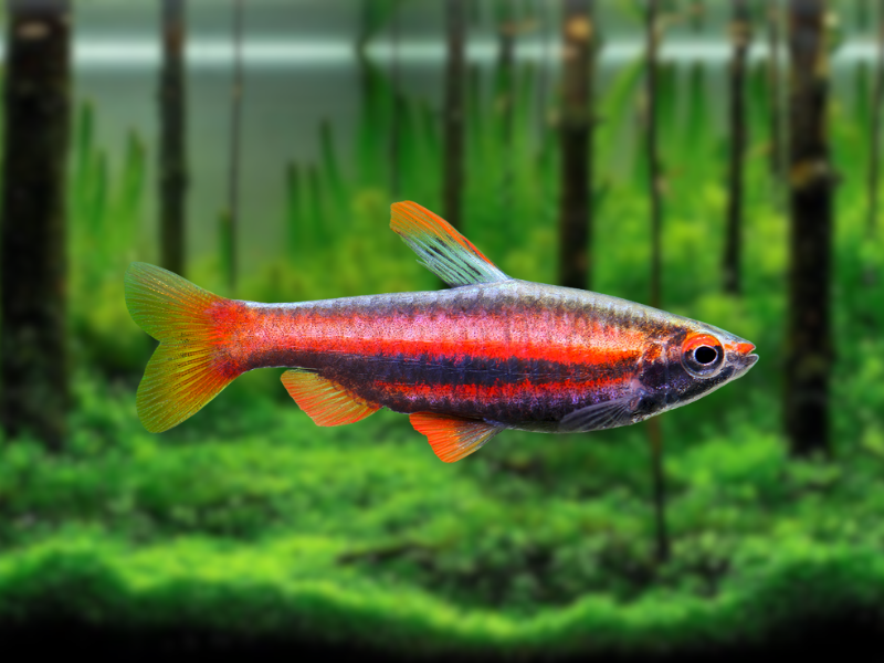 Image of Nannostomus mortenthaleri Image of Nannostomus mortenthaleri