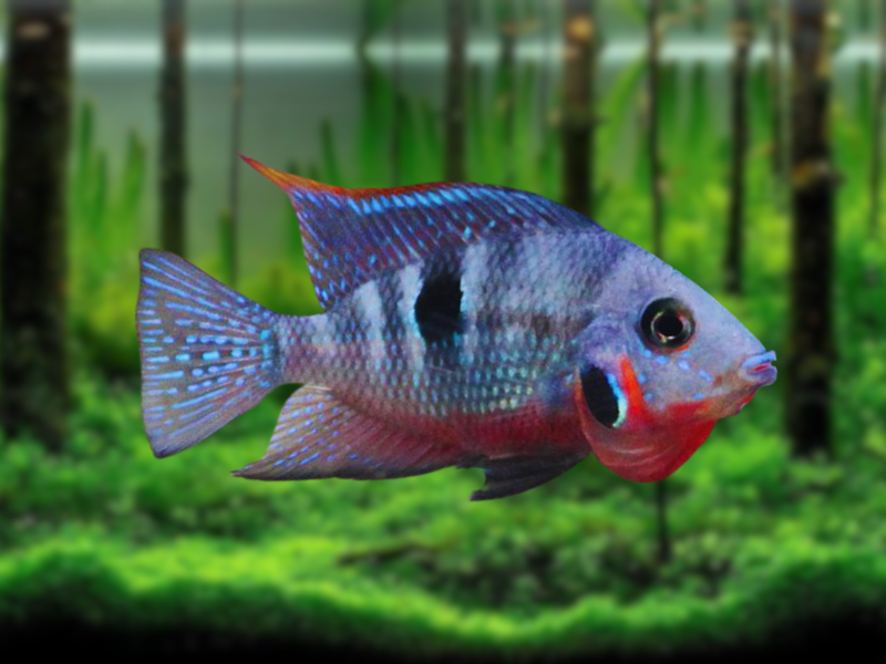 Image of Thorichthys meeki Image of Thorichthys meeki