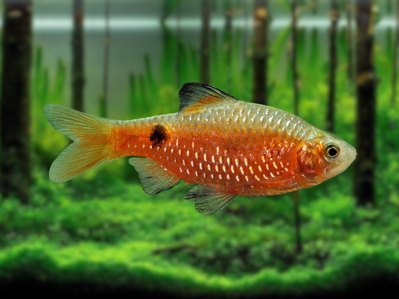 Image of Pethia conchonius Image of Pethia conchonius