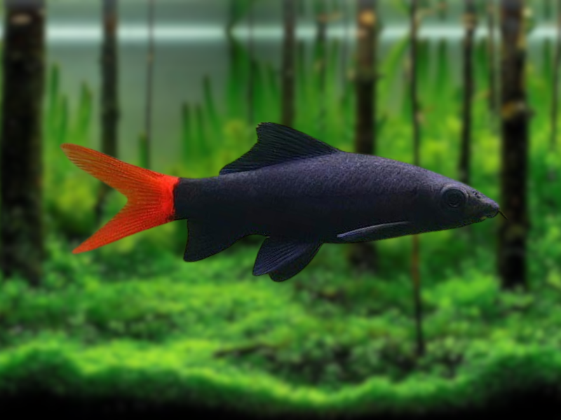 Image of Epalzeorhynchos bicolor Image of Epalzeorhynchos bicolor