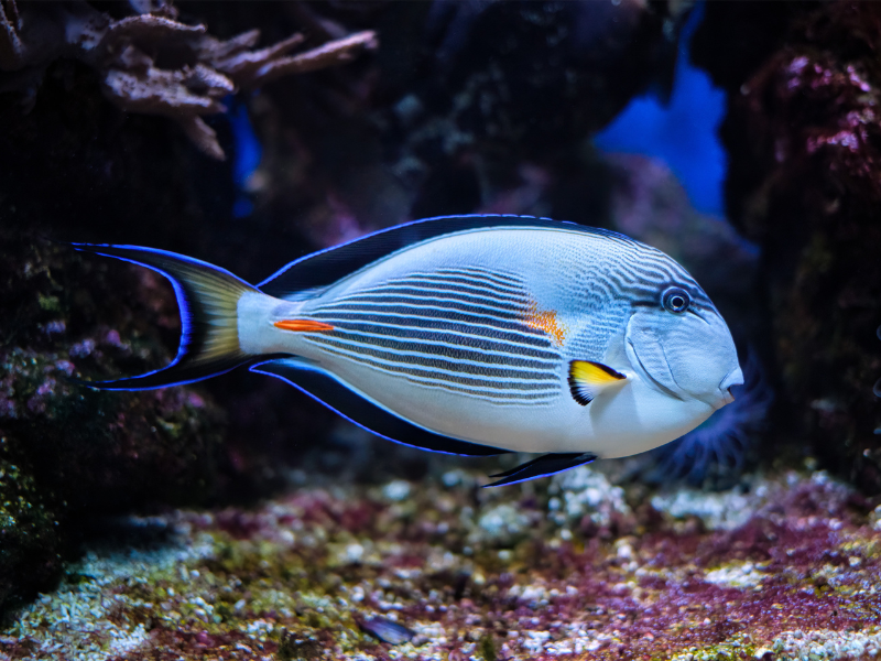 Image of Acanthurus sohal Image of Acanthurus sohal