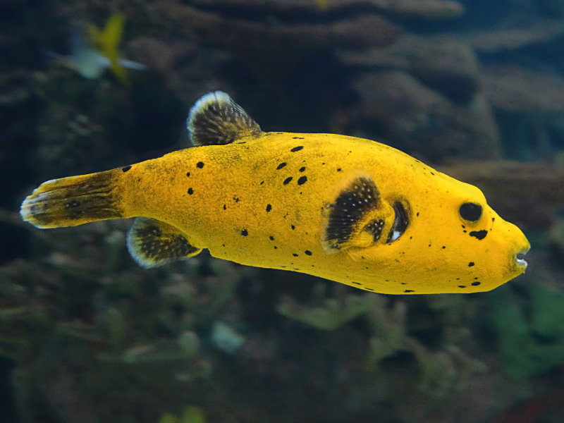 Image of Arothron meleagris Image of Arothron meleagris