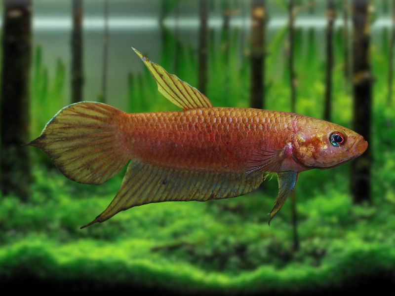 Image of Betta strohi Image of Betta strohi