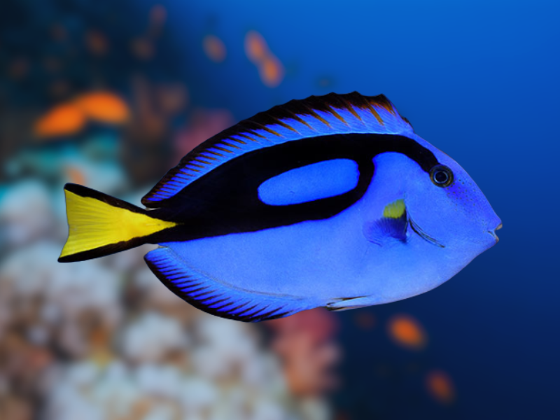 Image of Paracanthurus hepatus Image of Paracanthurus hepatus