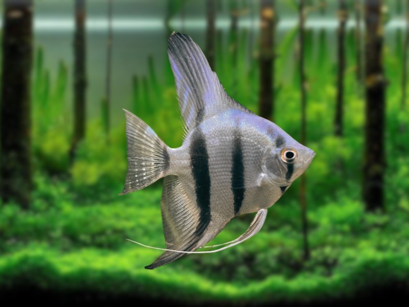 Image of Pterophyllum scalare Image of Pterophyllum scalare