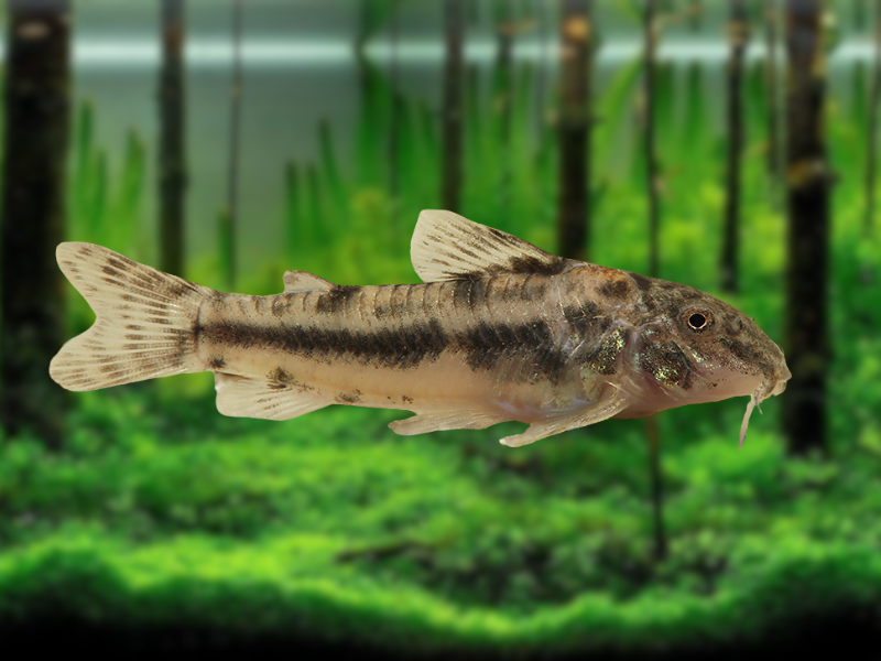 Image of Aspidoras rochai Image of Aspidoras rochai