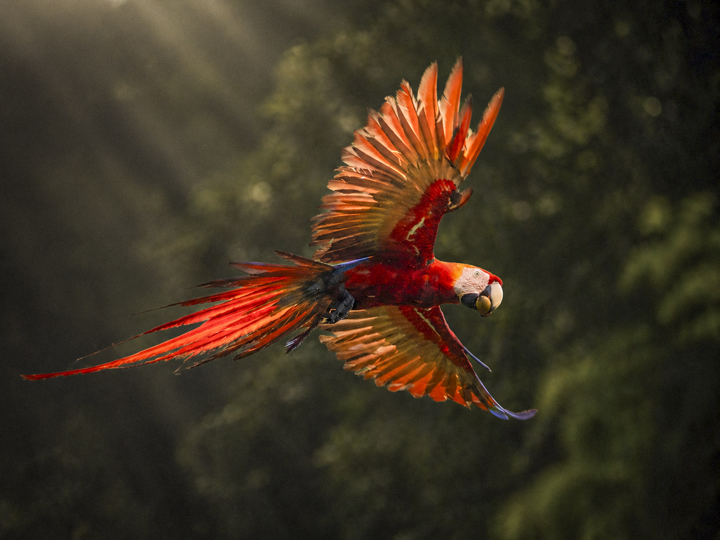 Scarlet macaw in rainforest canopy, osa peninsula, costa rica