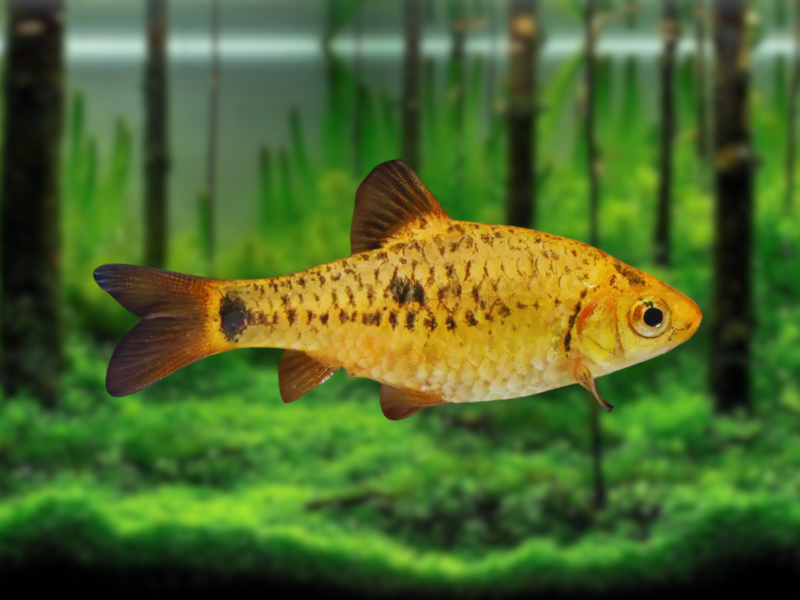 Image of Barbodes semifasciolatus Image of Barbodes semifasciolatus