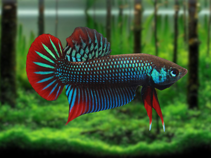 Image of Betta imbellis Image of Betta imbellis
