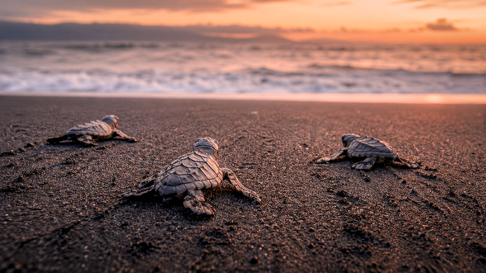 Olive ridley sea turtle hatchling, osa peninsula