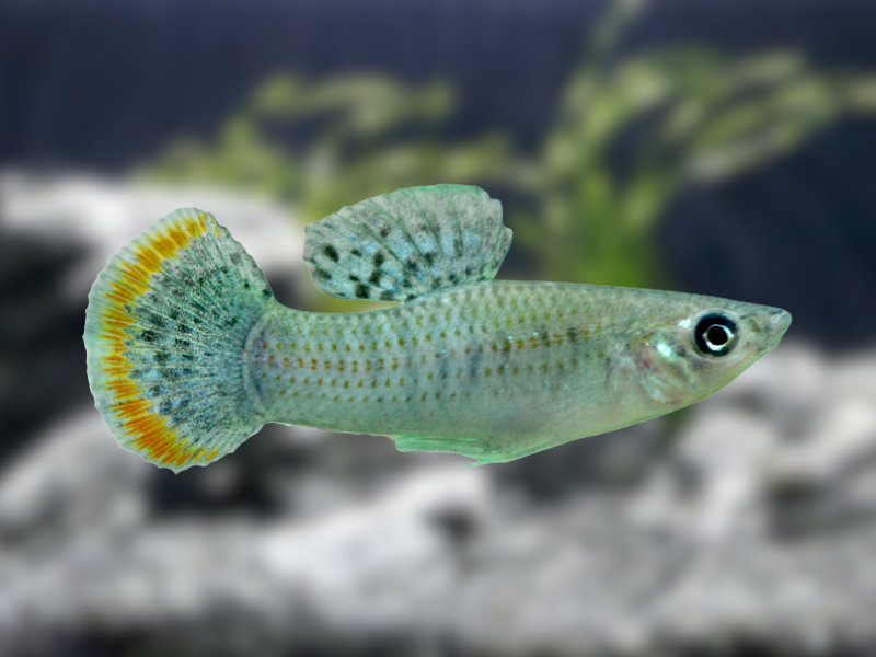Image of Poecilia butleri Image of Poecilia butleri
