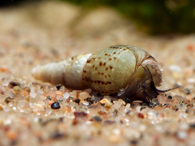 Image of Melanoides tuberculata Image of Melanoides tuberculata