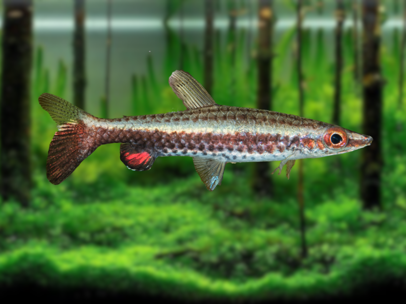 Image of Nannostomus eques Image of Nannostomus eques