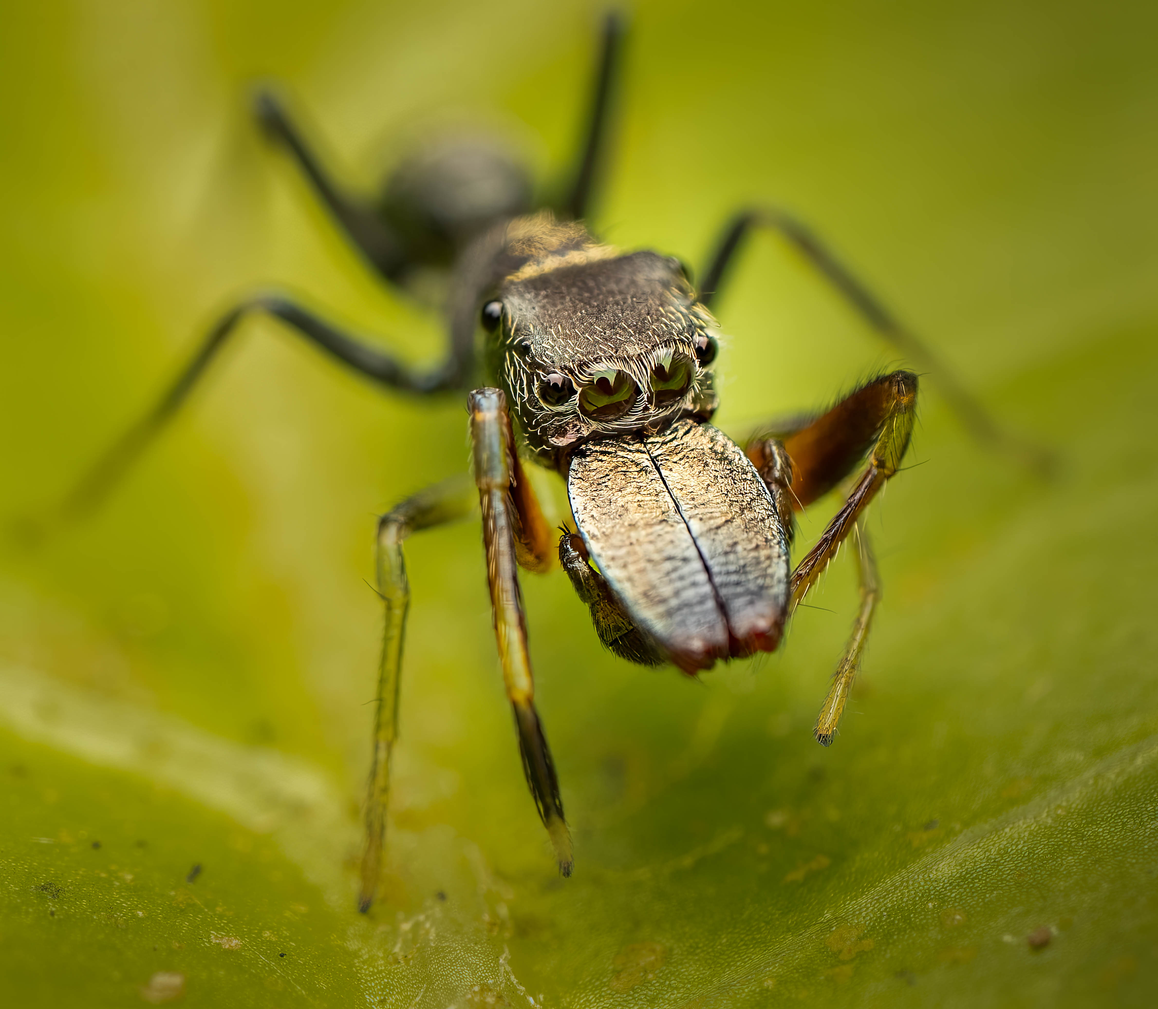 Ant mimicking spider