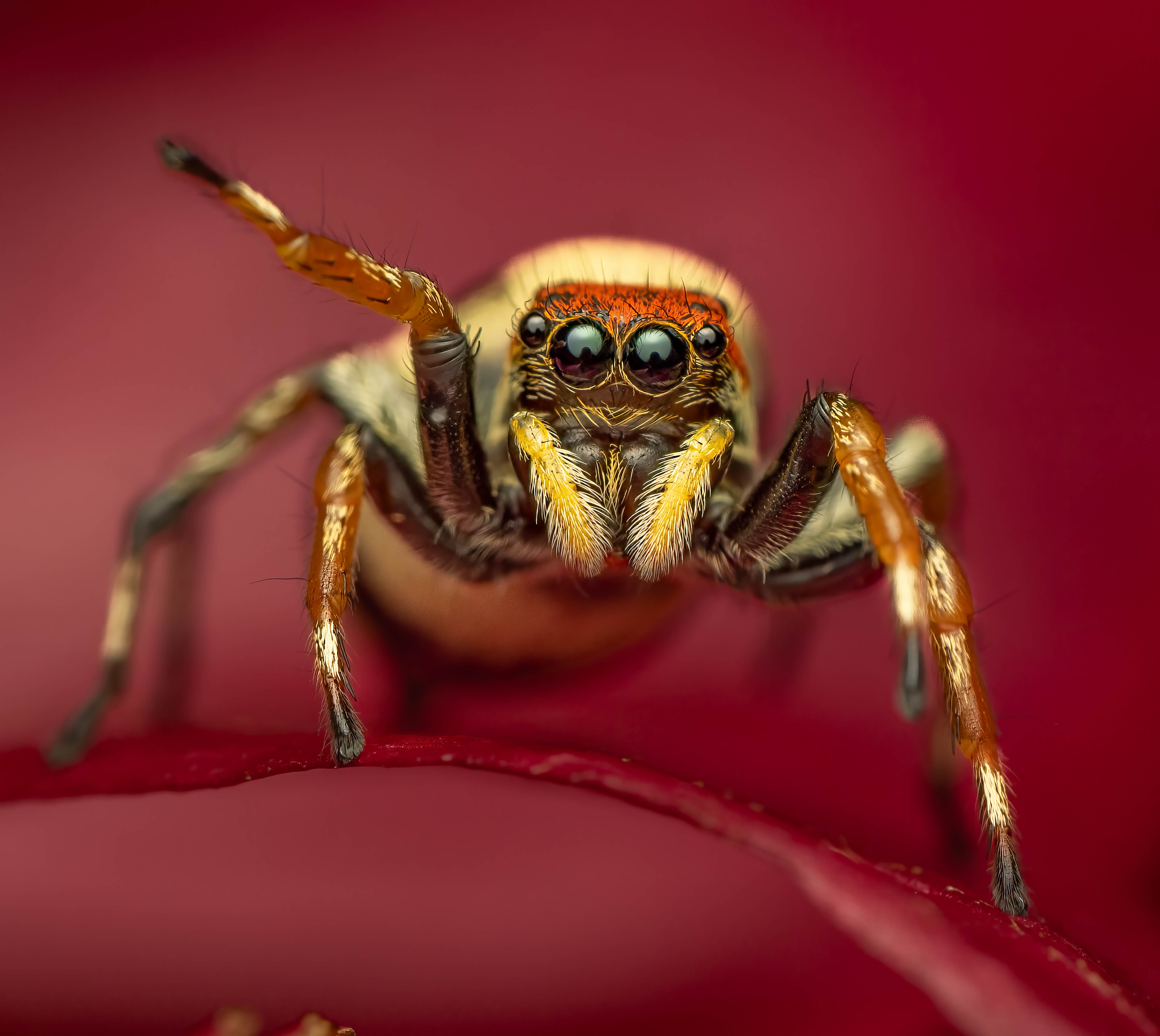 Jumping spider