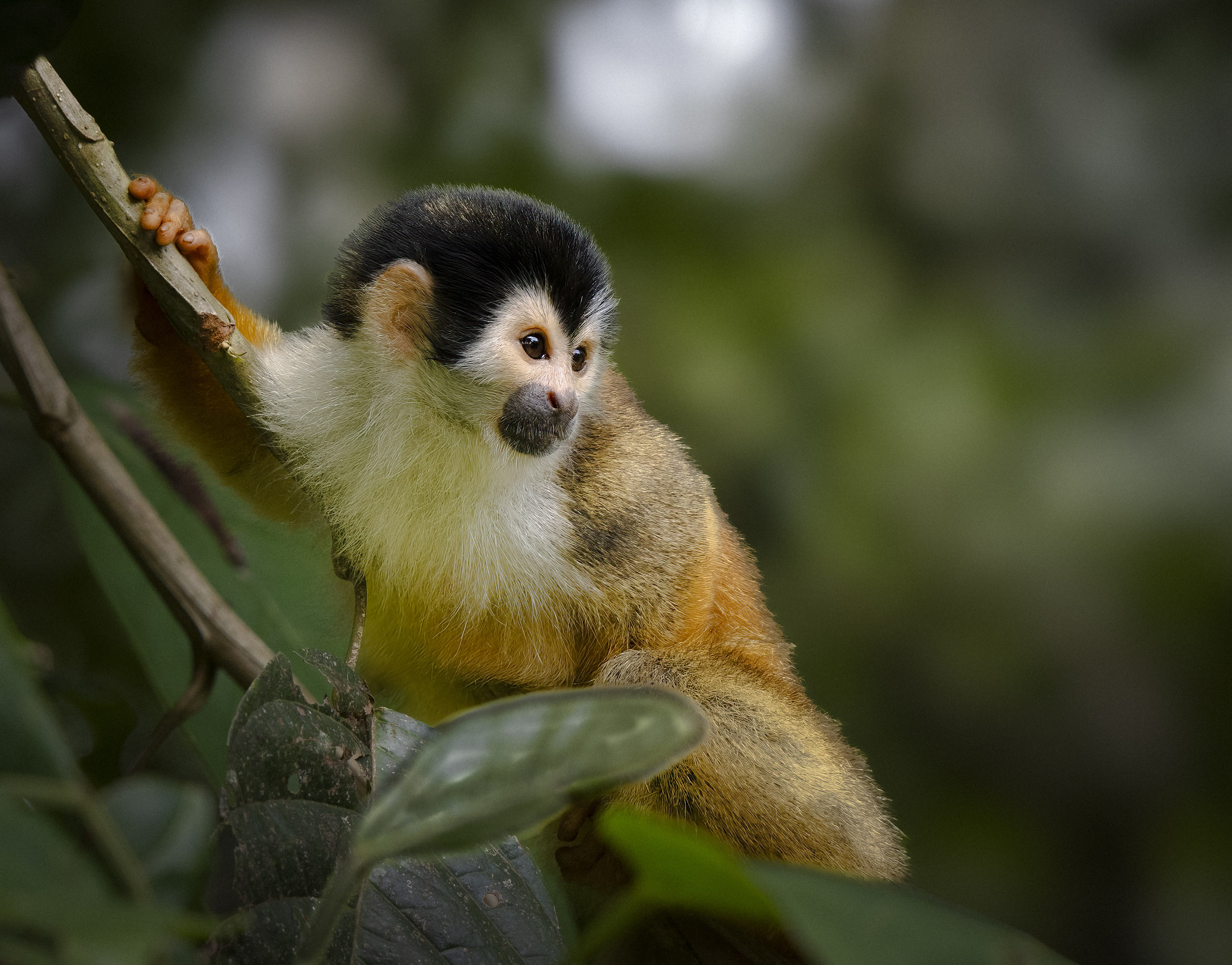 Squirrel monkey in tropical rainforest, osa peninsula, costa rica