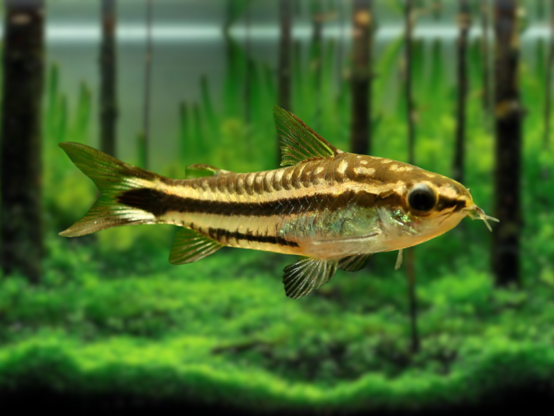 Image of Corydoras pygmaeus Image of Corydoras pygmaeus