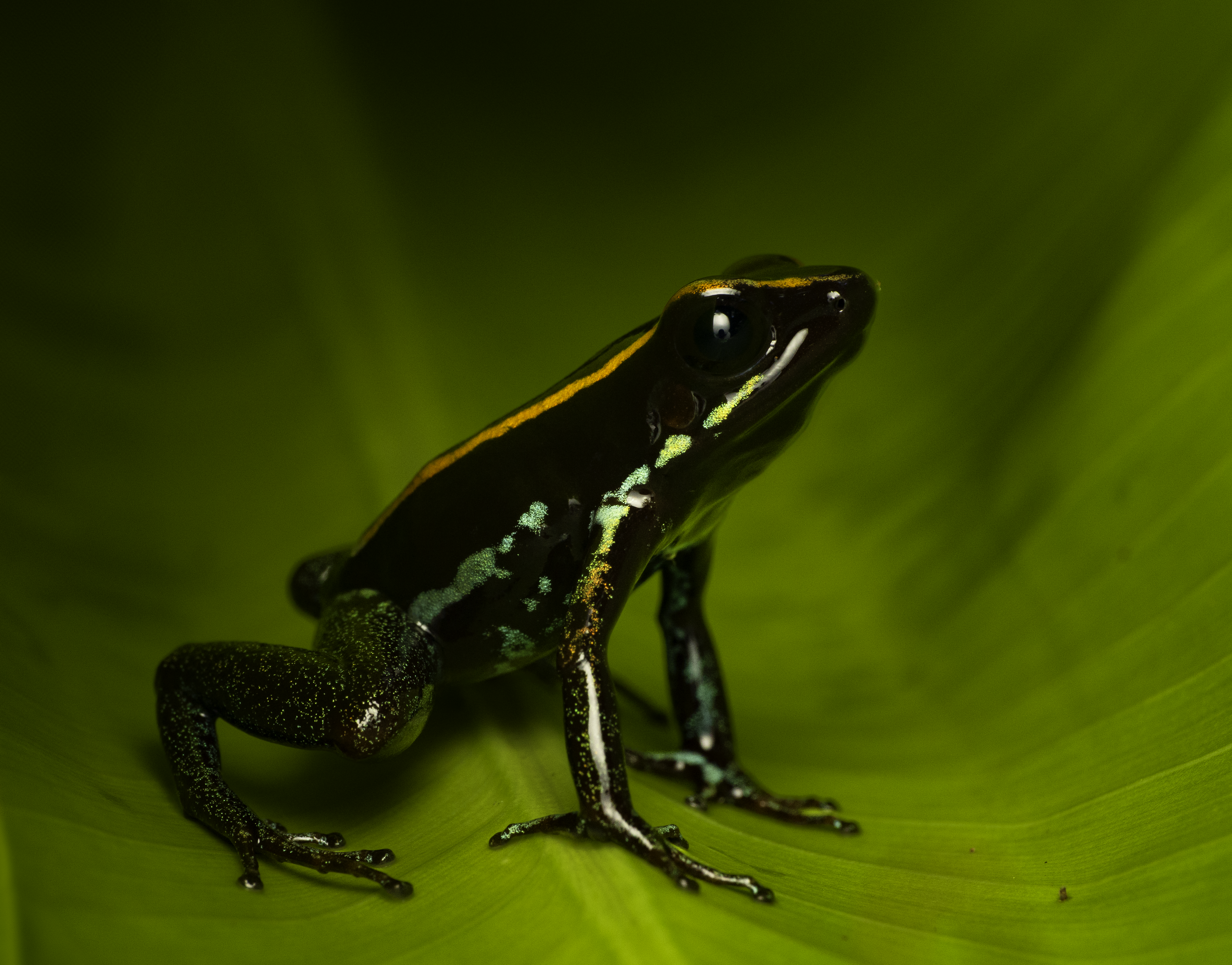 Gulfo dulce poison dart frog