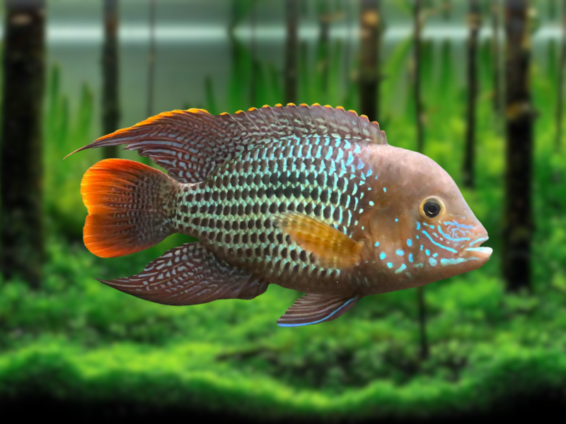 Image of Andinoacara rivulatus Image of Andinoacara rivulatus