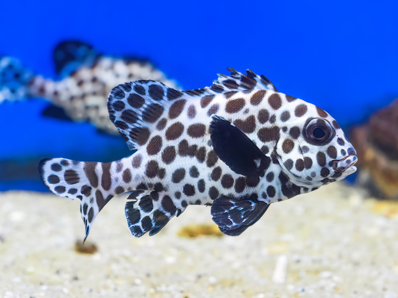Image of Plectorhinchus chaetodonoides Image of Plectorhinchus chaetodonoides
