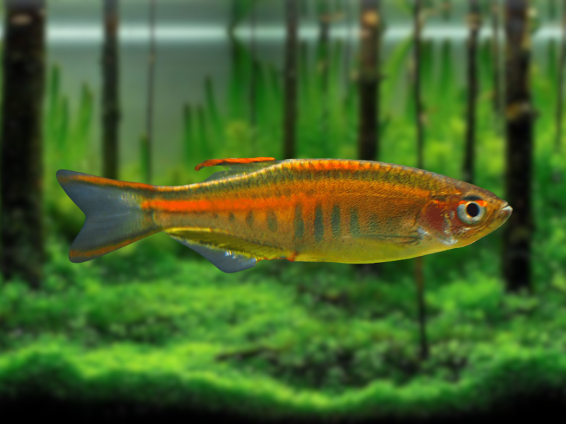 Image of Celestichthys choprae Image of Celestichthys choprae
