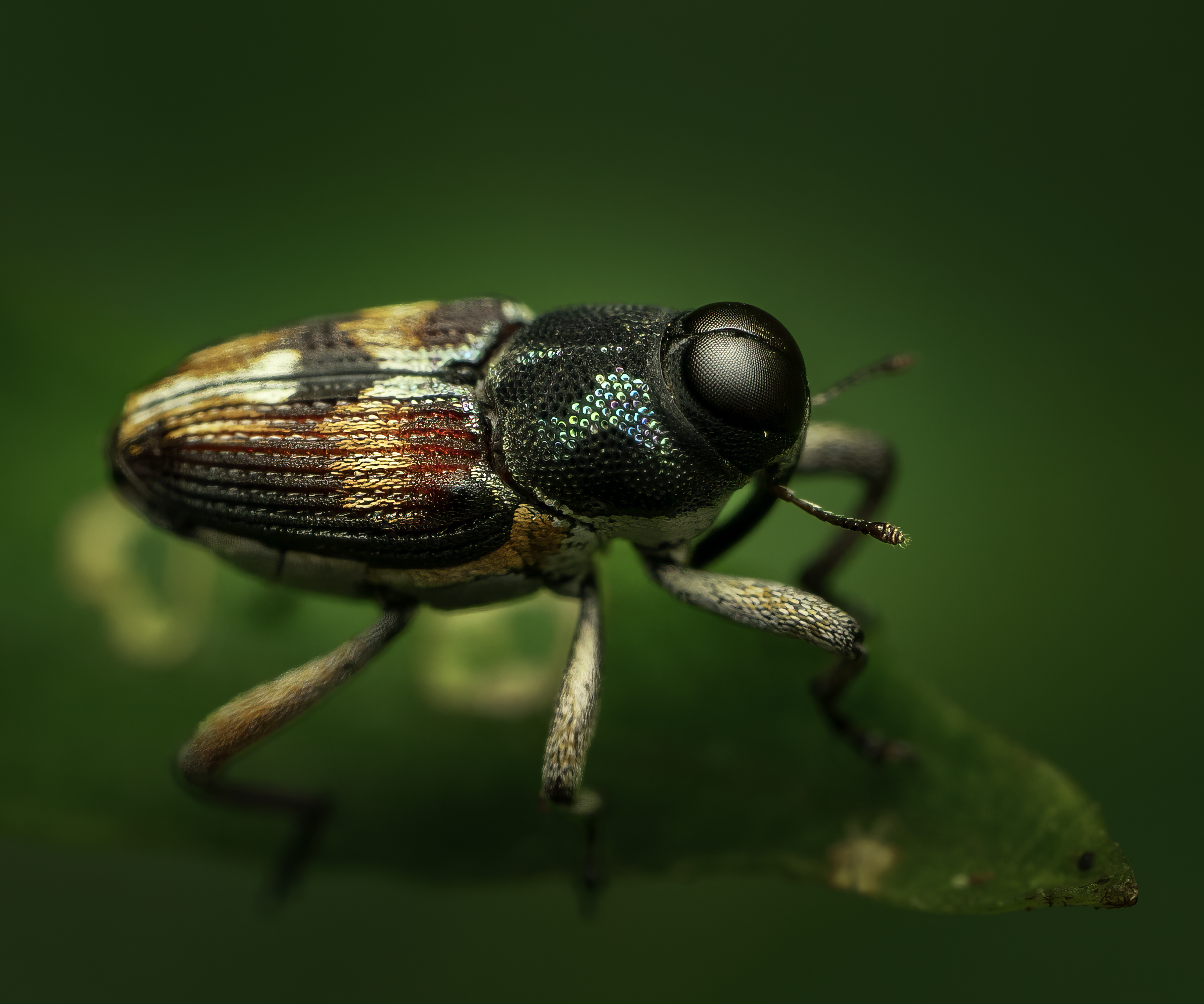Macro photography from Costa Rica's Osa Peninsula