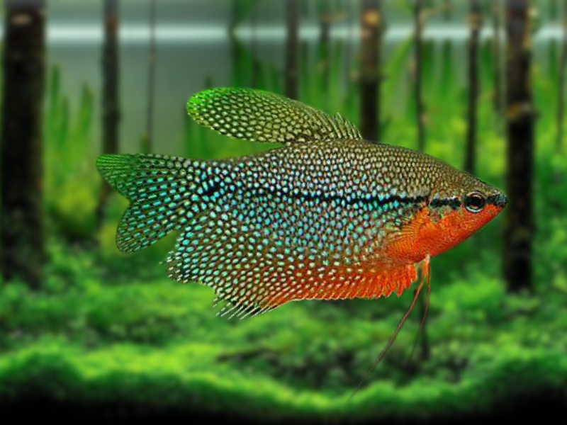 Image of Trichopodus leerii Image of Trichopodus leerii