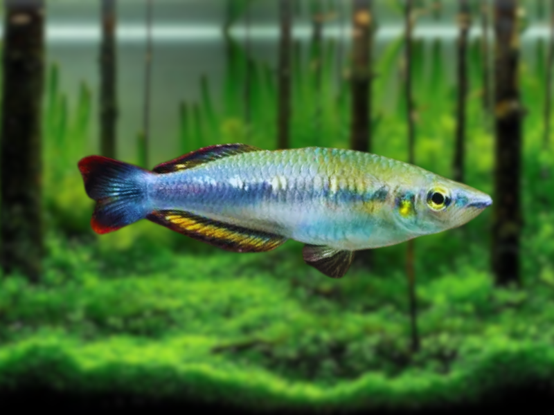 Image of Bedotia madagascariensis Image of Bedotia madagascariensis