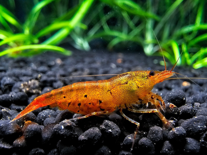 Image of Caridina serrata Image of Caridina serrata
