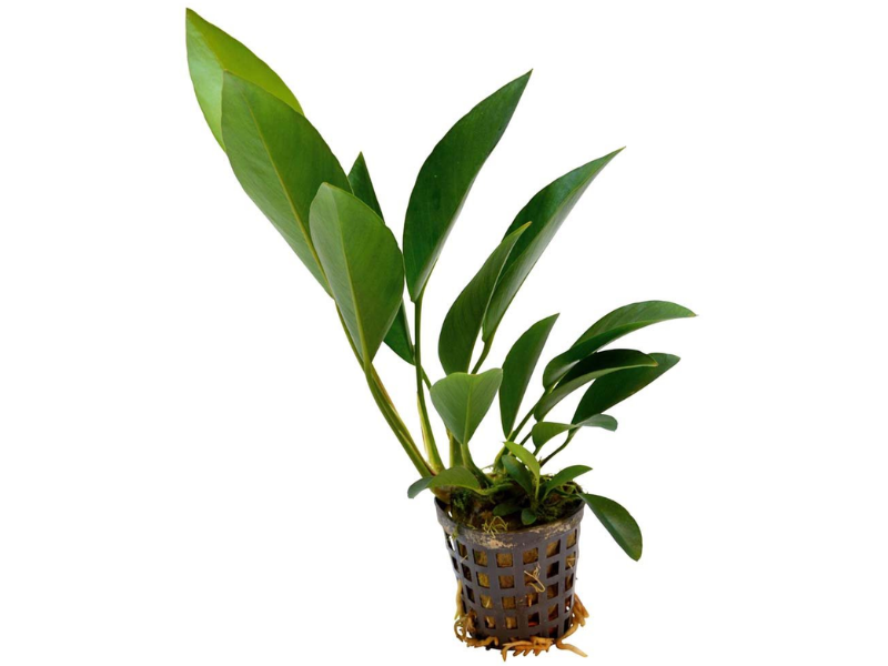 Image of Anubias congensis Image of Anubias congensis