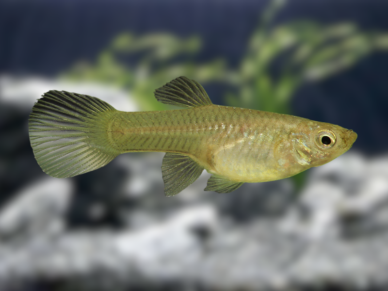 Female