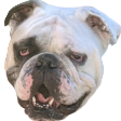 Gumshoe face