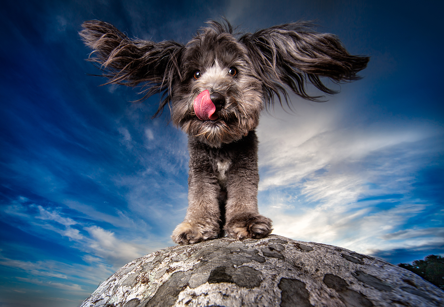 Pet Photography Ideas Popular Pet Photographers’ Interviews