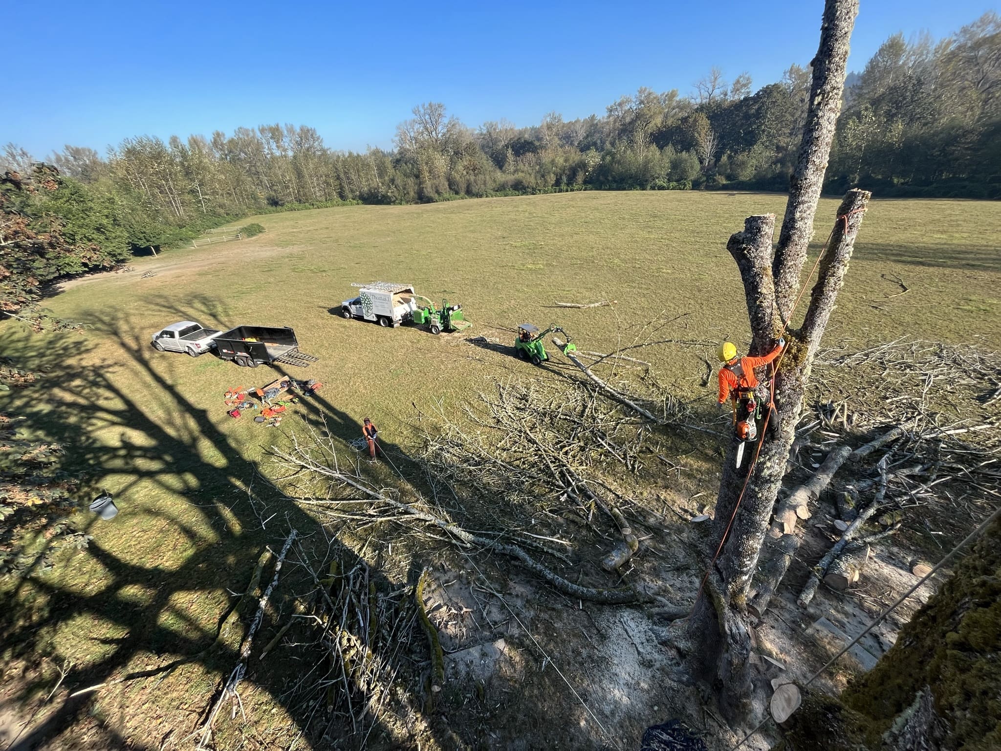 certified arborist