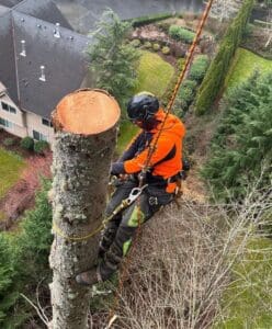 What Do Arborist Services Include? A Comprehensive Guide to Tree Care