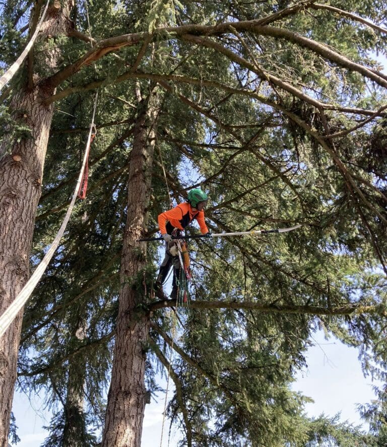 tree pruning