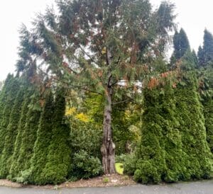 cedar flagging